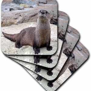 3dRose Otter Picture Coasters, Set of 4