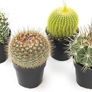 Assorted Cactus Collection – 4 Pack