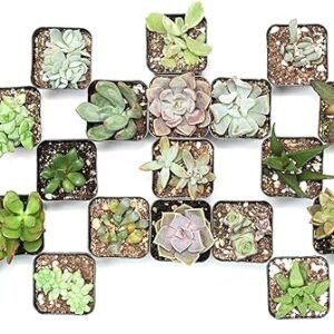 Assorted Succulents for Weddings or Party Favors (20-Pack)