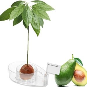 AvoSeedo Avocado Tree Growing Kit