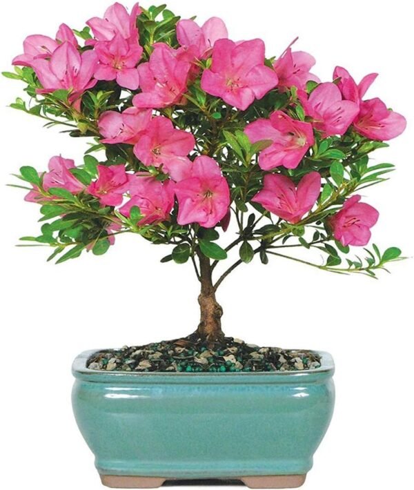 Bonsai Satsuki Azalea Tree - 5 Years Old
