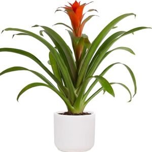 Bromeliad Flowering Plant in Modern Pot