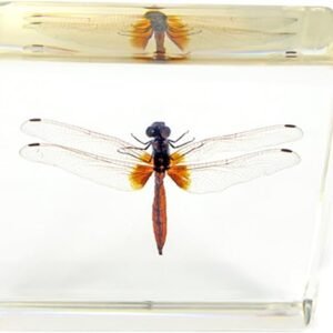 Dragonfly Paperweight (3x3x1)