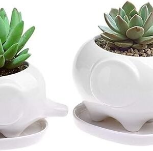 Elephant Plant Window Boxes Set