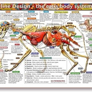 Feline Design: Cat Anatomy Chart