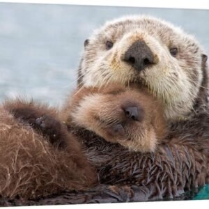 Female Sea Otter with Newborn Pup Canvas Print