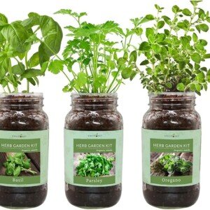 Indoor Herb Gift Set with Mason Jars