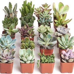 Succulent Plant Pack: Unique Collection