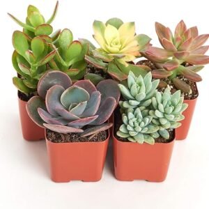 Unique Succulent Plant Pack Collection