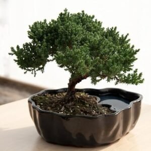 Zen Juniper Bonsai Reflections